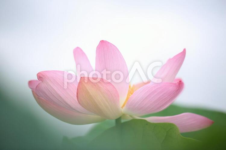 蓮の花 花,蓮華,蓮の写真素材