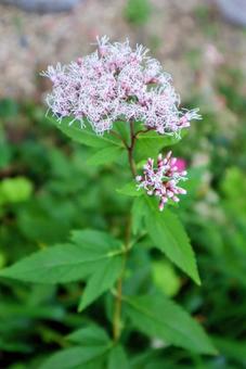香料にされたの写真