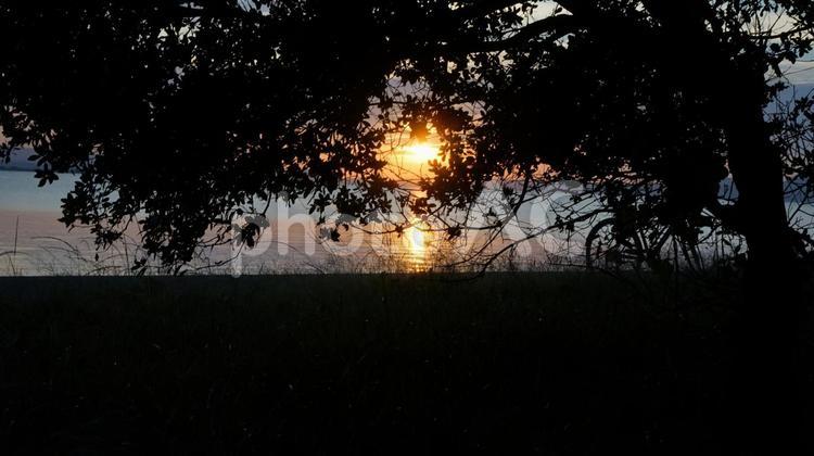 シルエット　枝葉と夕日 シルエット,枝葉,夕日の写真素材