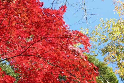 紅葉した葉と青空 秋の風景 紅葉した葉と青空 秋の風景の写真