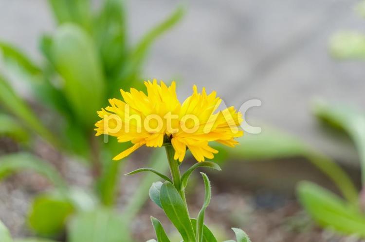 鮮やかな黄色のキンケイギク キンケイギク,黄色,花の写真素材