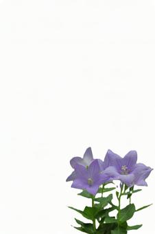 桔梗の葉書 背景白縦画面-4 桔梗の葉書 背景白縦画面-4の写真
