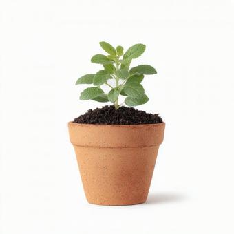 素焼きの植木鉢に植えられた小さな新芽 素焼きの植木鉢に植えられた小さな新芽の写真