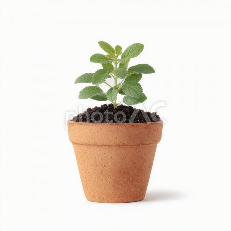素焼きの植木鉢に植えられた小さな新芽 植木鉢,素焼き,テラコッタの写真素材