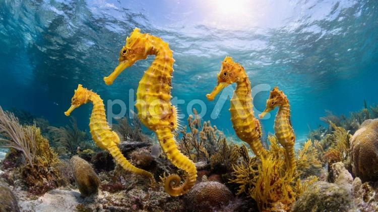 泳ぐ鮮やかなタツノオトシゴの群れ タツノオトシゴ,海,海中の写真素材