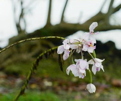珍しいランの花 珍しいランの花の写真