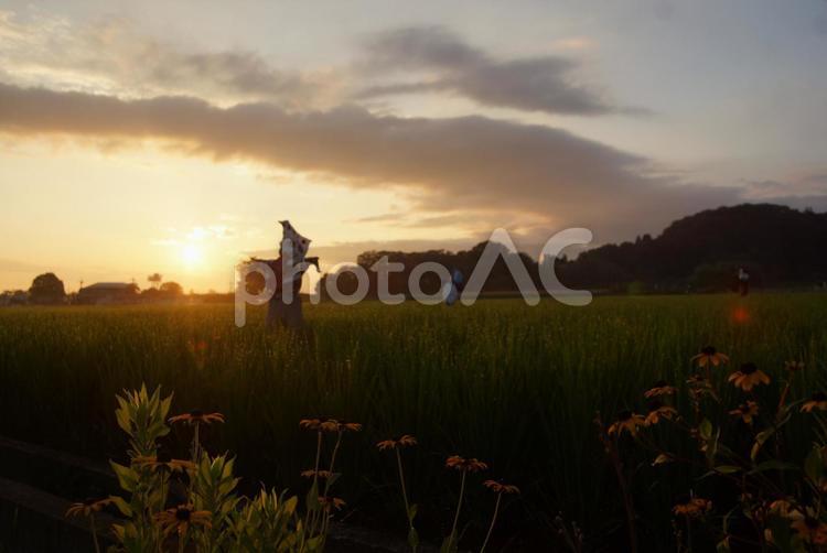 田んぼ風景4 田んぼ,風景,かかしの写真素材