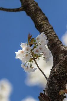 青空と桜 青空と桜の写真
