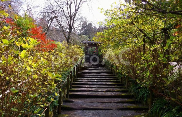 明月院の紅葉　石段と山門　（神奈川県鎌倉市） 明月院,石段,お寺の写真素材