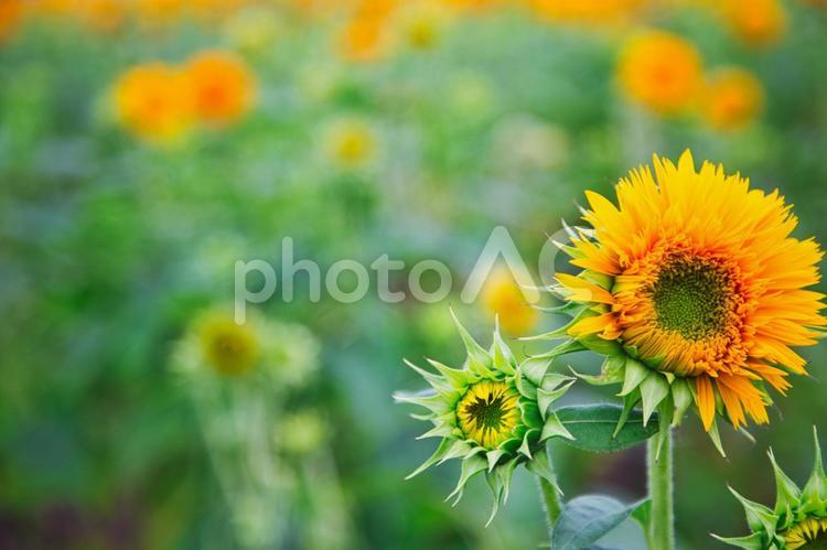 咲きかけのひまわり 花,ひまわり,風景の写真素材