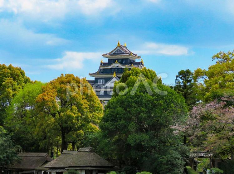 樹木の向こうにそびえる岡山城の天守閣 岡山城,城,天守閣の写真素材
