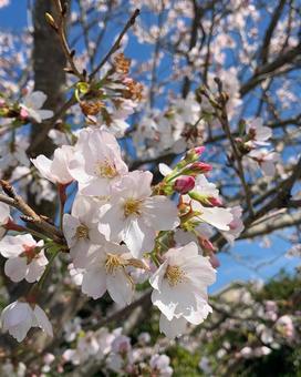 桜 桜の写真