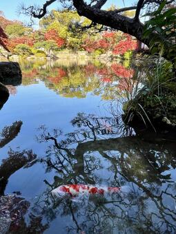 相楽園・神戸・日本庭園・紅葉 相楽園,紅葉,神戸の写真素材