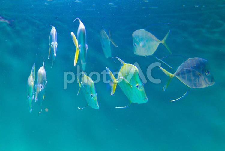 水族館の水槽で泳ぐ魚たち 水族館,海,魚の写真素材