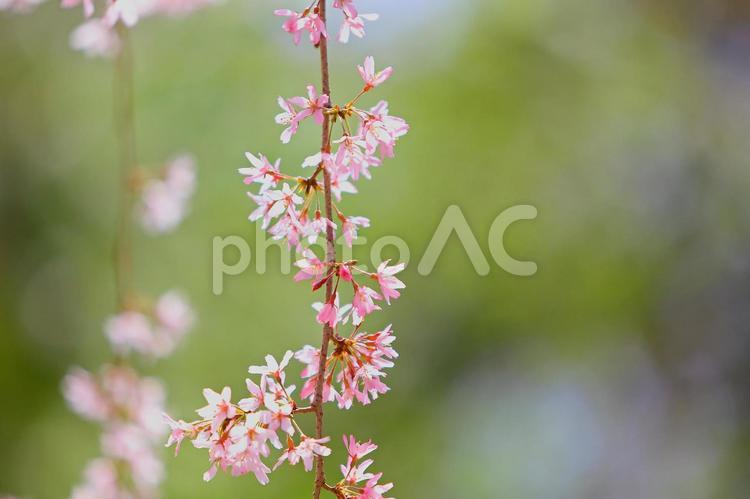 枝垂桜　ピンクの花　満開 シダレザクラ,桜,春の花の写真素材