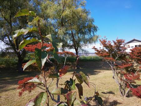 公園の植木 公園の植木の写真