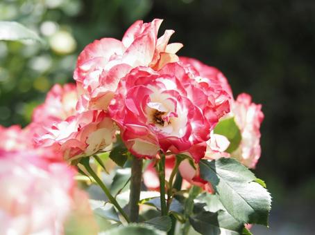薔薇 薔薇の写真