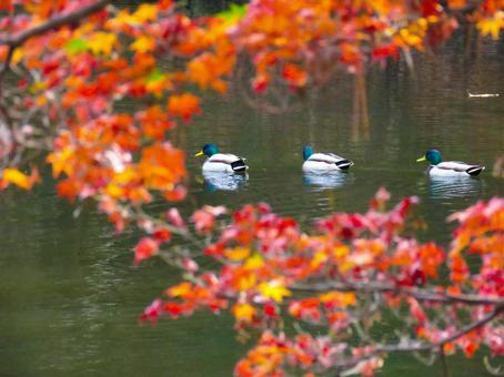 紅葉の向こうで泳ぐマガモのオスの写真