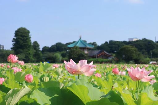 蓮の花と弁天堂 上野公園不忍池 蓮の花と弁天堂 上野公園不忍池の写真