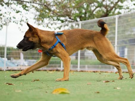 ドッグランで走る犬(保護犬) ドッグランで走る犬(保護犬) 犬,保護犬,雑種の写真素材