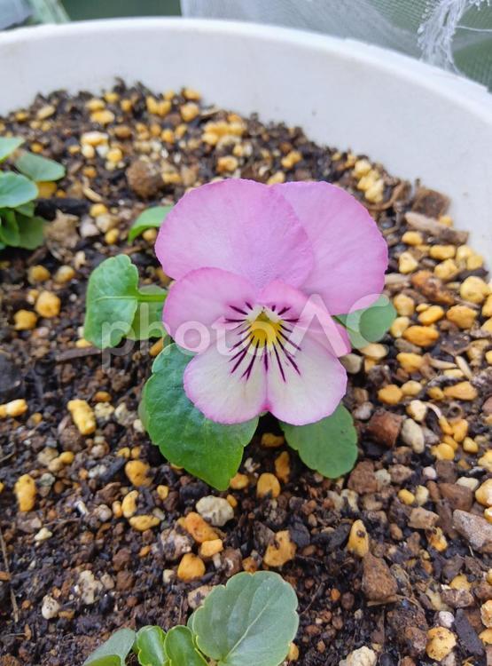 1輪だけ咲いているビオラ ビオラ,花,開花の写真素材