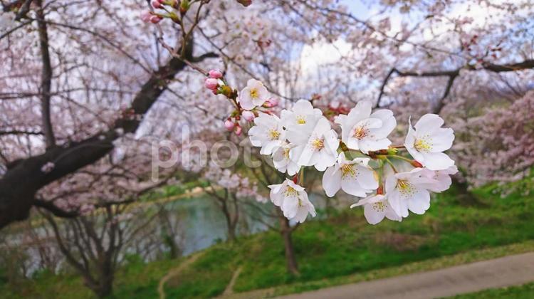 桜 桜,花びら,風景の写真素材