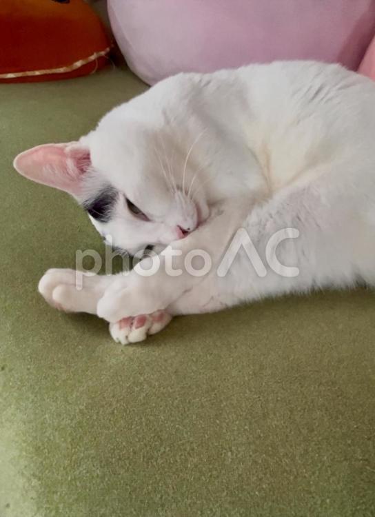 お昼寝オトちゃん(=^ェ^=) ねこ,ブチねこ,譲度ねこの写真素材