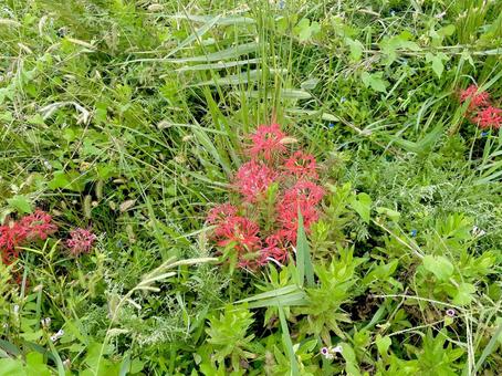 雑草の中に生えるコヒガンバナ コヒガンバナ,赤,花の写真素材