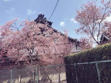 桜 桜の写真