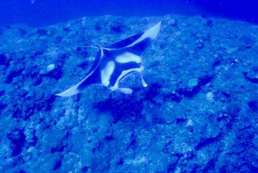 Photo, scuba diving, manta, diving, 