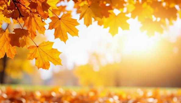 秋のイメージの背景画像 紅葉 野原 秋のイメージの背景画像 紅葉 野原の写真