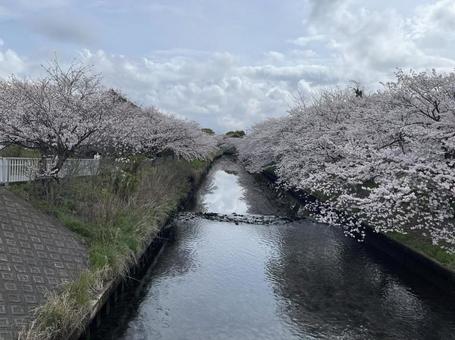 桜と川 桜と川の写真