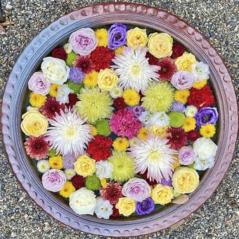 花手水 花手水の写真
