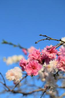 ハナモモ ハナモモ,春,4月の写真素材
