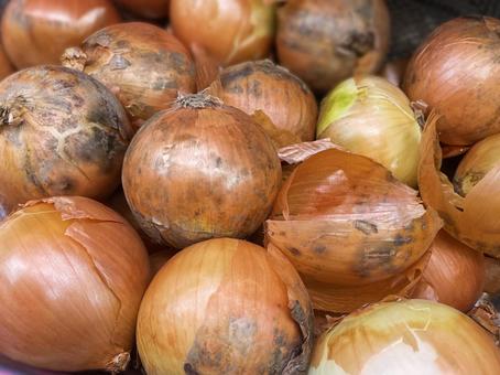 玉ねぎ 玉ねぎ,食べ物,作物の写真素材