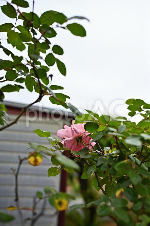 草木の間から赤い顔を出す赤い薔薇 美味しい,木,薔薇の写真素材