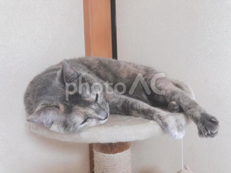 くつろいで寝てる猫 猫,子猫,ペットの写真素材