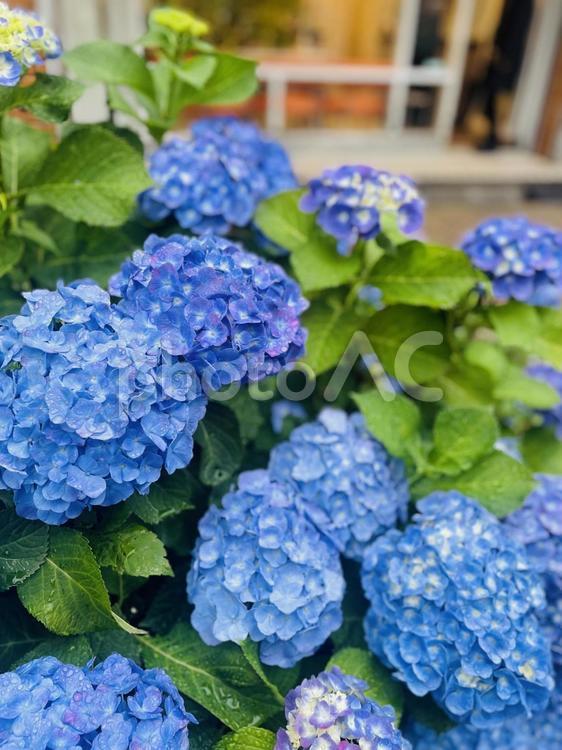 紫陽花 あじさい,フィルムカメラ,アジサイの写真素材