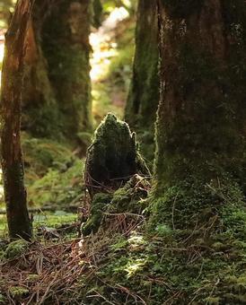 白駒の森 秋 苔 白駒の森 秋 苔の写真
