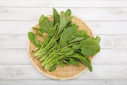 サラダほうれん草 サラダほうれん草,ほうれん草,野菜の写真素材