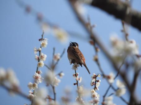 ホオジロと梅の写真