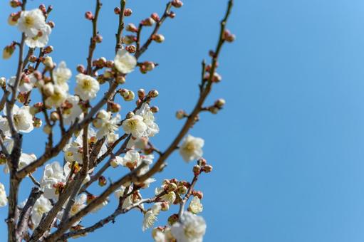 青空に映える白梅の花 青空に映える白梅の花の写真