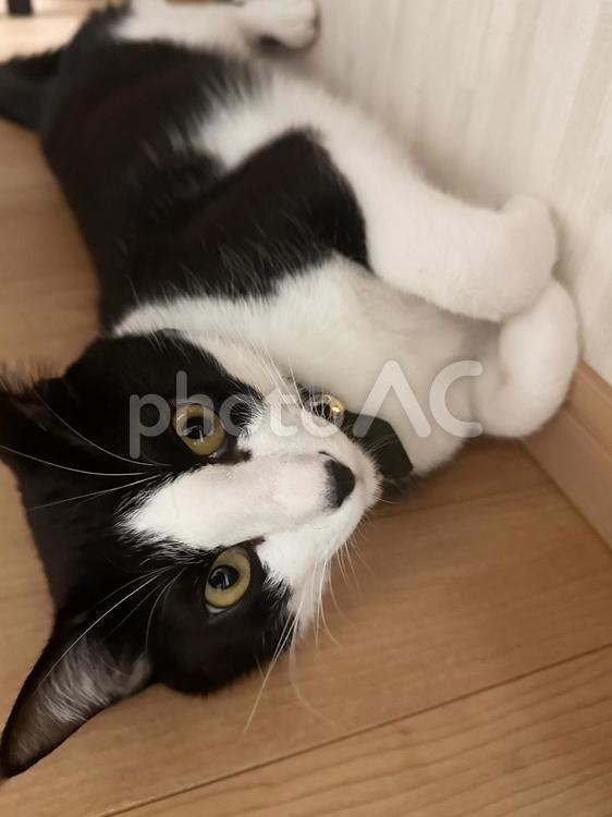 おねだり猫さん 猫,動物,可愛いの写真素材