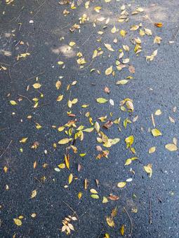 雨上がりの落ち葉 落ち葉,雨上がり,道の写真素材