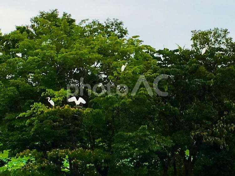 木にとまる4羽のシロサギ サギ,鳥,風景の写真素材