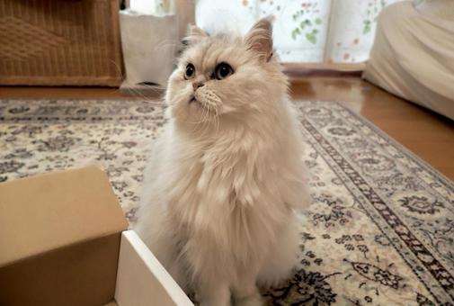 何かが気になる白猫さん2 猫,猫画像,白猫の写真素材