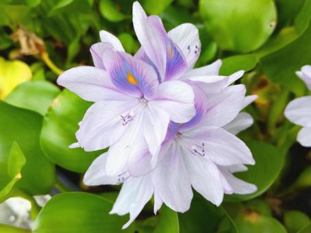 Photo, flower, water hyacinth, float, 