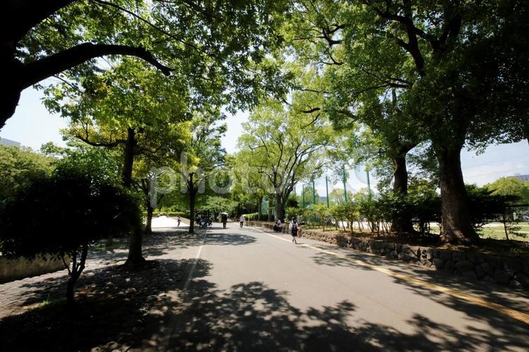 公園と木 木,住宅街,公園の写真素材