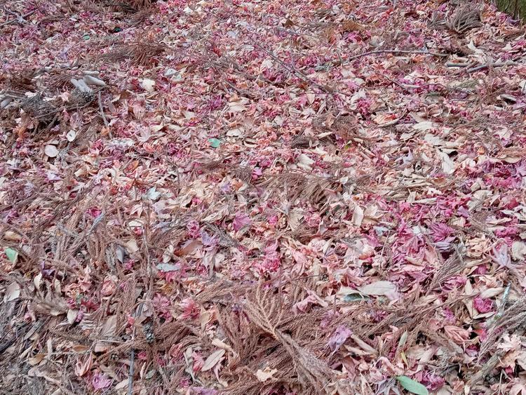 もみじの絨毯 もみじ,絨毯,秋の写真素材