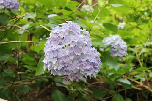 Hydrangea 59, JPG